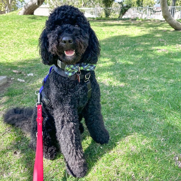 Meet your Posher, Beth - Picture 2 of 3